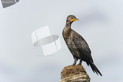 Image of double-crested cormorant, phalacrocorax auritus