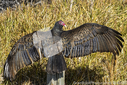 Image of turkey vulture, cathartes aura