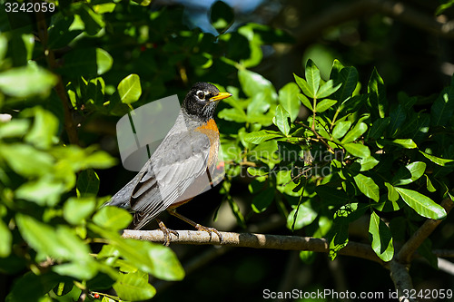 Image of american robin, turdus migratorius