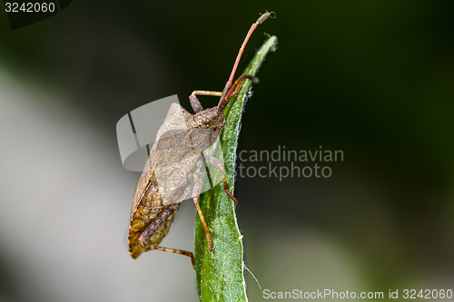 Image of dock leaf bug, coreus marginatus