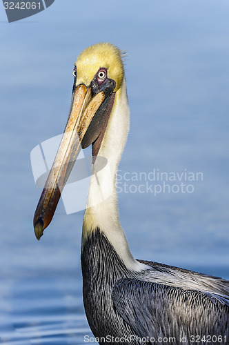 Image of brown pelican, pelecanus occidentalis