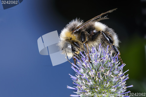 Image of white-tailed bumblebee, bombus lucorum