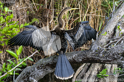 Image of anhinga, anhinga anhinga, water turkey