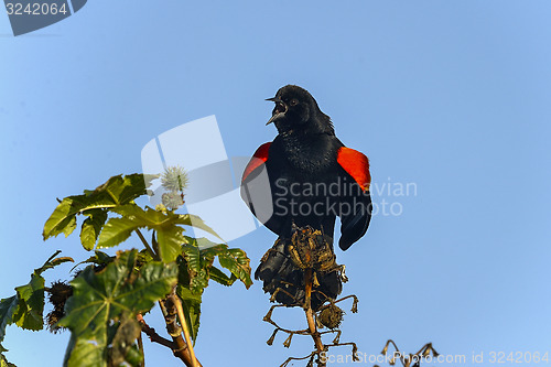 Image of agelaius phoeniceus, red-winged blackbird