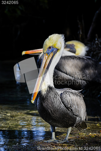 Image of brown pelican, pelecanus occidentalis