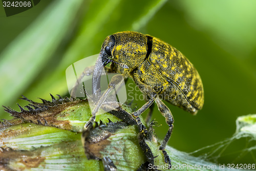 Image of larinus sturnus, weevil