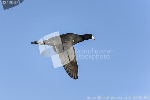 Image of american coot, fulica americana