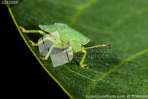 Image of green shield bug, palomena prasina