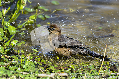 Image of boat-tailed grackle,  quiscalus major