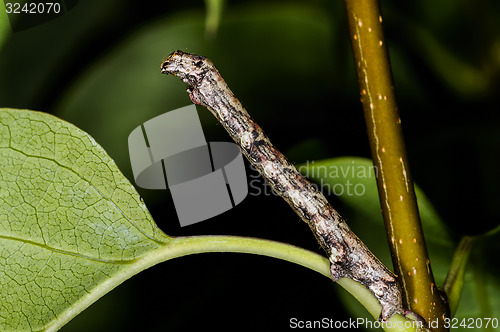 Image of the engrailed, ectropis crepuscularia