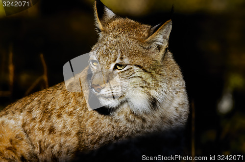 Image of lynx lynx