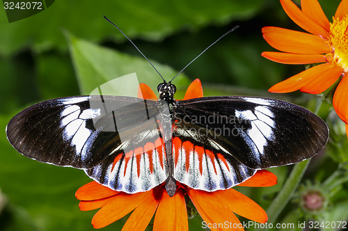 Image of piano key, heliconius melpomene