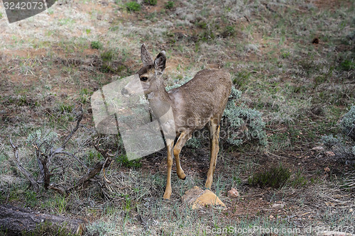 Image of mule deer, az