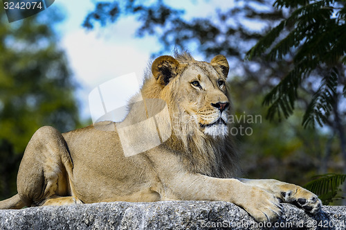 Image of lion, panthera leo