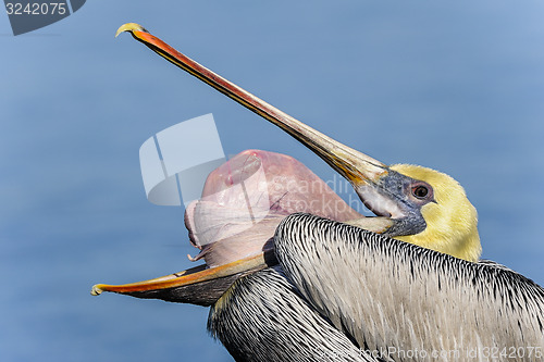 Image of brown pelican, pelecanus occidentalis