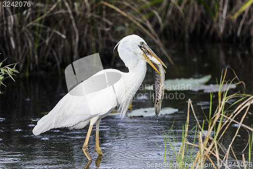 Image of great white heron (a.k.a. great blue heron)