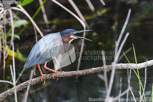 Image of green heron,  butorides virescens