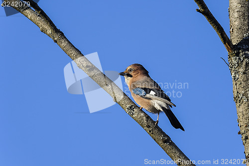 Image of eurasian jay, garrulus glandarius