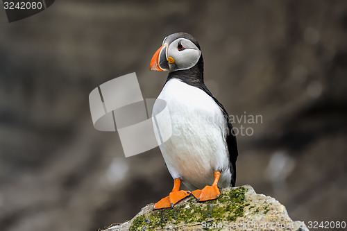 Image of atlantic puffin, fratercula arctica