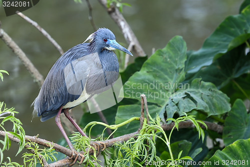 Image of egretta tricolored, louisiana heron, tricolored heron