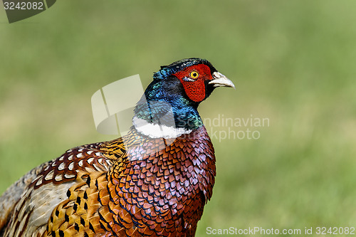 Image of common pheasant, phasianus colchicus