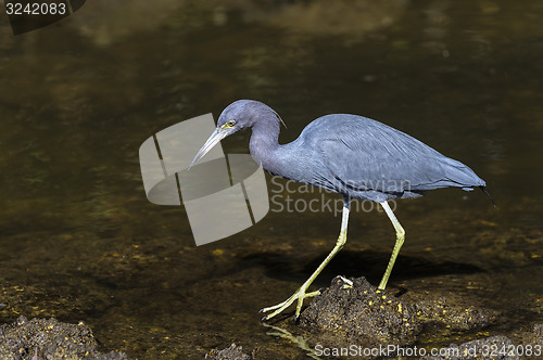 Image of egretta caerulea, little blue heron