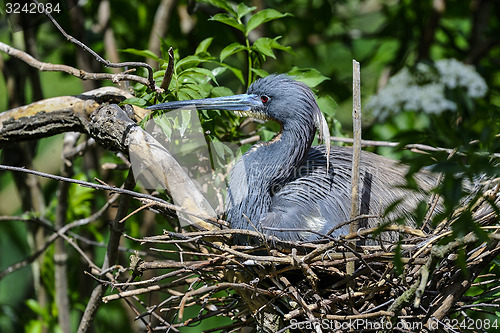 Image of egretta tricolored, louisiana heron, tricolored heron