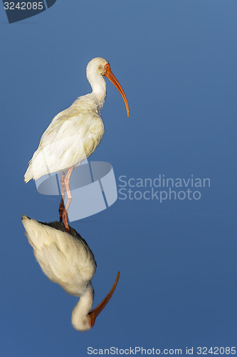 Image of american white ibis, eudocimus albus