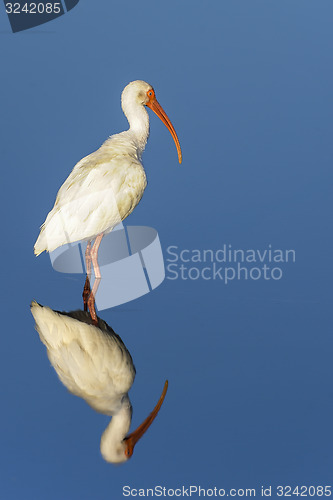 Image of american white ibis, eudocimus albus
