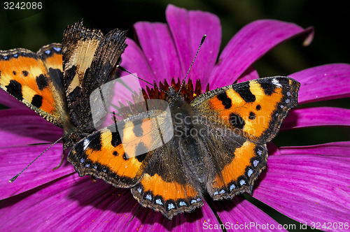 Image of small tortoiseshell, nymphalis urticae