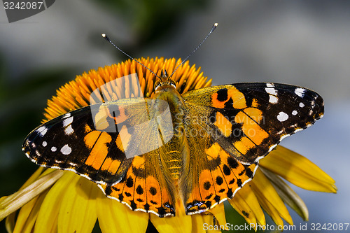 Image of painted lady, vanessa cardui