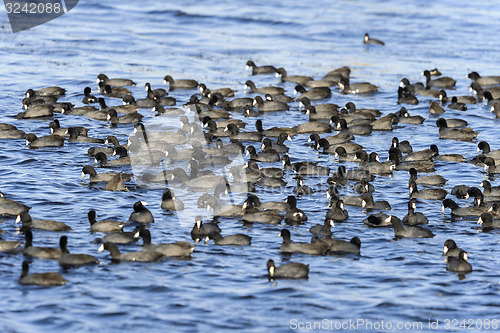 Image of american coot, fulica americana