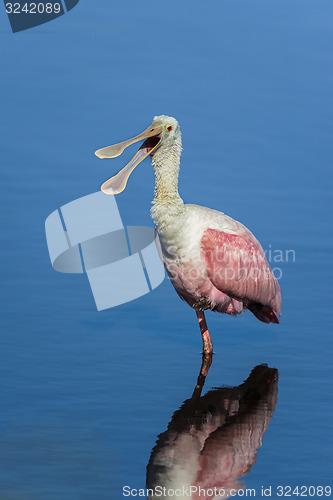 Image of roseate spoonbill, platalea ajaja