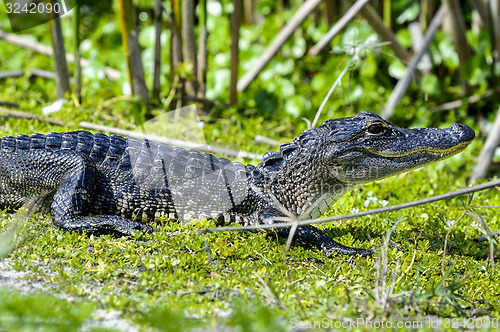 Image of alligator mississippiensis, american alligator