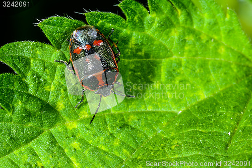 Image of eurydema oleracea, rape bug