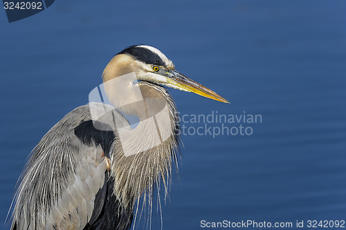 Image of great blue heron, ardea herodias