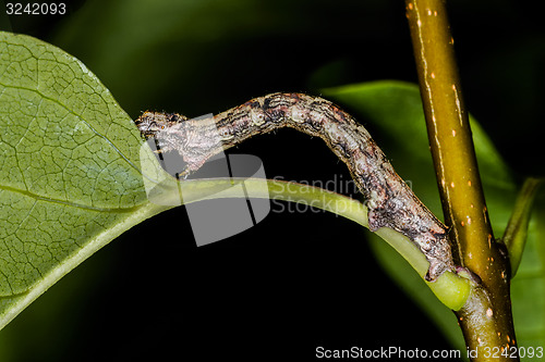 Image of the engrailed, ectropis crepuscularia