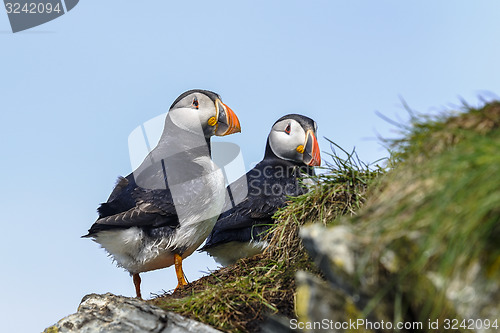 Image of atlantic puffin, fratercula arctica