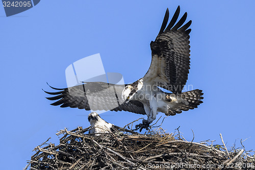 Image of osprey, pandion haliaetus