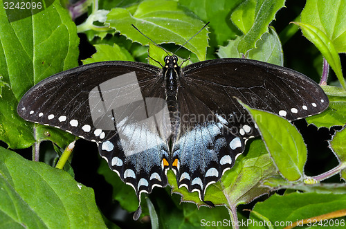 Image of papilio troilus, spicebush swallowtail