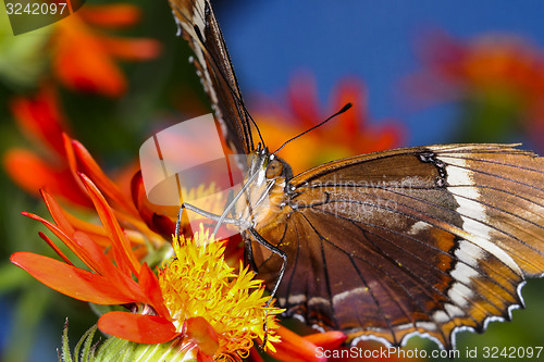 Image of brown siproeta, siproeta epaphus