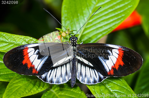 Image of piano key, heliconius melpomene