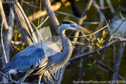 Image of great blue heron, ardea herodias