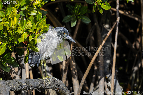 Image of black-crowned night heron, nycticorax nycticorax