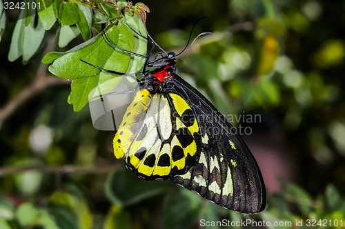 Image of cairns birdwing,  ornithoptera euphorion