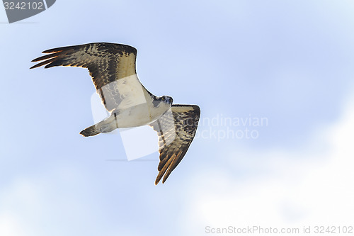 Image of osprey, pandion haliaetus