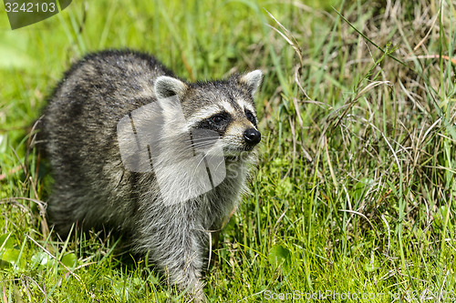 Image of procyon lotor, raccoon