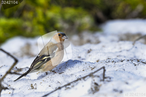 Image of chaffinch, fringilla coelebs