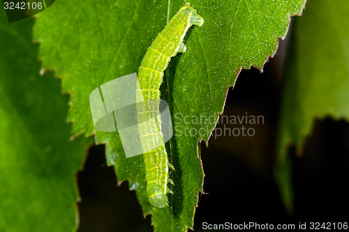 Image of autumnal moth, epirrita autumnata