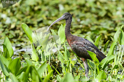 Image of glossy ibis, plegadis falcinellus